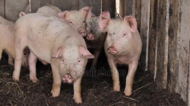 bir çiftlikte küçük pembe domuz