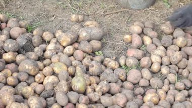 Patates tohumu ile lahanası kovalar, boyutuna bağlı olarak el ile sıralama.