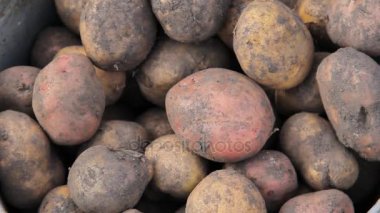 Patates tohumu ile lahanası kovalar, boyutuna bağlı olarak el ile sıralama.