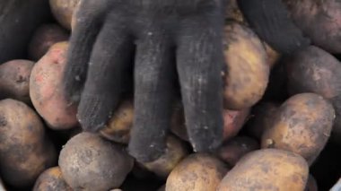 Patates tohumu ile lahanası kovalar, boyutuna bağlı olarak el ile sıralama.