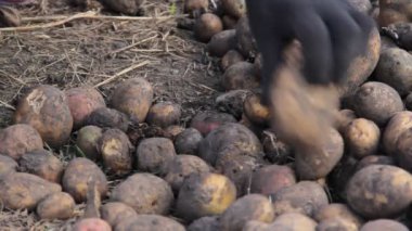 Patates tohumu ile lahanası kovalar, boyutuna bağlı olarak el ile sıralama.