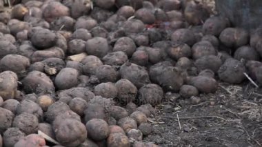 Patates tohumu ile lahanası kovalar, boyutuna bağlı olarak el ile sıralama.