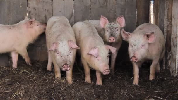 Kleines rosa Schwein auf einem Bauernhof — Stockvideo