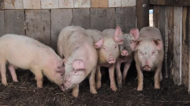 Маленькая розовая свинья на ферме — стоковое видео