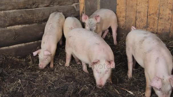 Kleines rosa Schwein auf einem Bauernhof — Stockvideo