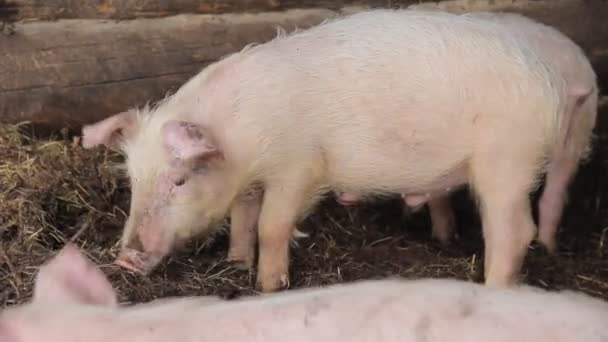 Kleines rosa Schwein auf einem Bauernhof — Stockvideo