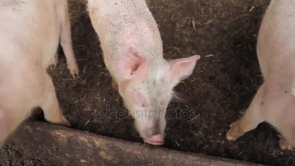 Little pink pig on a farm — Stock Video