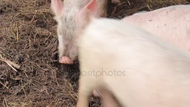 Маленька рожева свиня на фермі — стокове відео