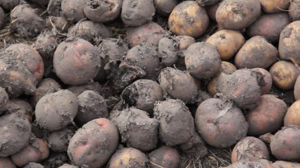 Manuell sortering av potatis frön med groddar i hinkar, beroende på storlek. — Stockvideo