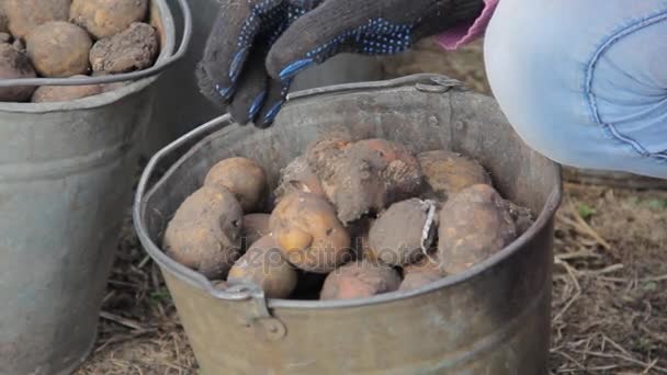 Hand sorteren van aardappel zaden met spruiten in emmers, afhankelijk van de grootte. — Stockvideo