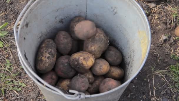 Manual sorting of potato seeds with sprouts in buckets, depending on size. — Stock Video