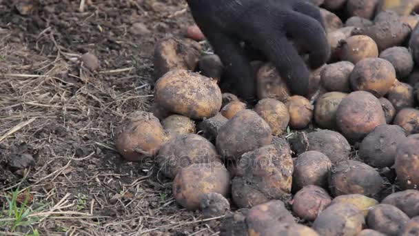 Manual sorting of potato seeds with sprouts in buckets, depending on size. — Stock Video