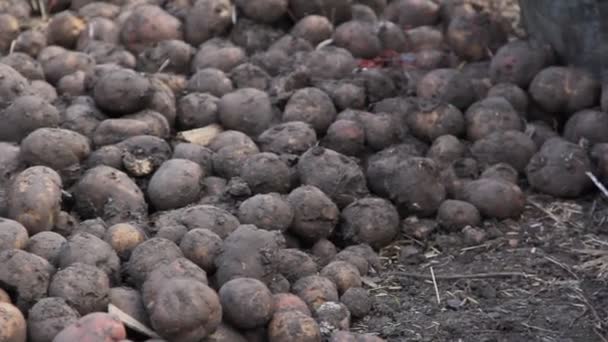 Manual sorting of potato seeds with sprouts in buckets, depending on size. — Stock Video