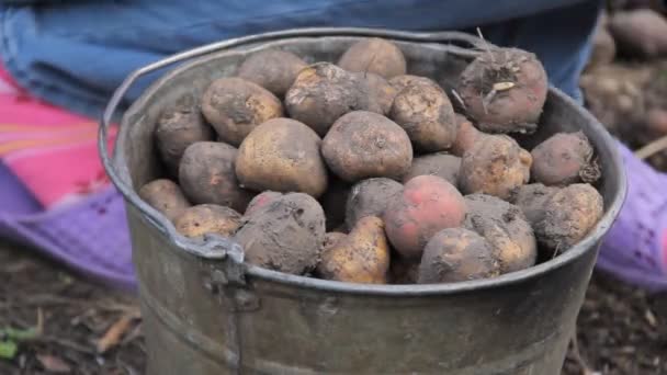 Manual sorting of potato seeds with sprouts in buckets, depending on size. — Stock Video