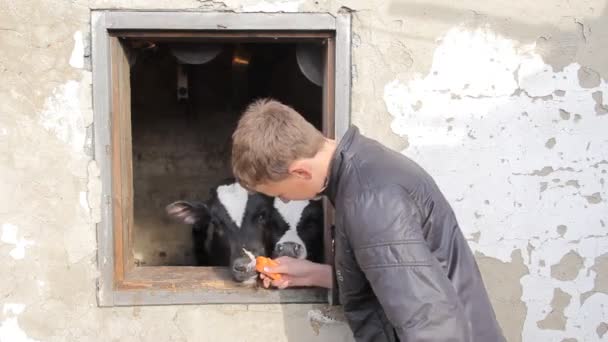Un adolescente con una chaqueta negra acaricia pequeños terneros en una granja lechera — Vídeos de Stock