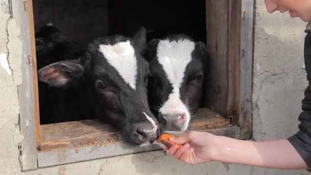 Een tiener in een zwarte jas streelt kleine kalveren op een melkveebedrijf — Stockvideo