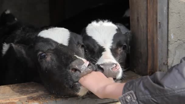 Un adolescente con una chaqueta negra acaricia pequeños terneros en una granja lechera — Vídeo de stock