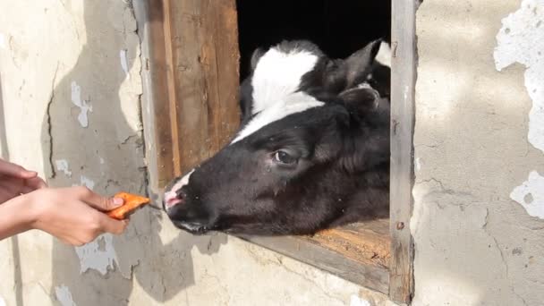 Egy tinédzser, egy fekete kabát simogatja a kis borjak egy tejüzem — Stock videók