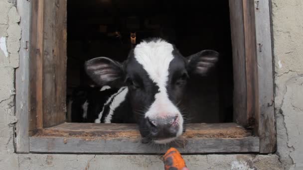 Un adolescente con una chaqueta negra acaricia pequeños terneros en una granja lechera — Vídeos de Stock