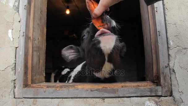 Un adolescent vêtu d'une veste noire caresse de petits veaux dans une ferme laitière — Video