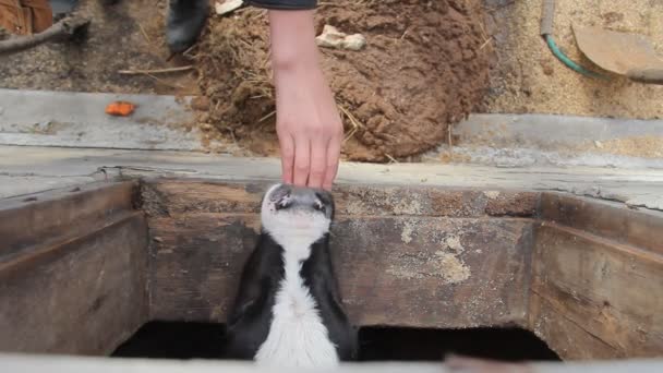 A teenager in a black jacket caresses small calves on a dairy farm — Stock Video