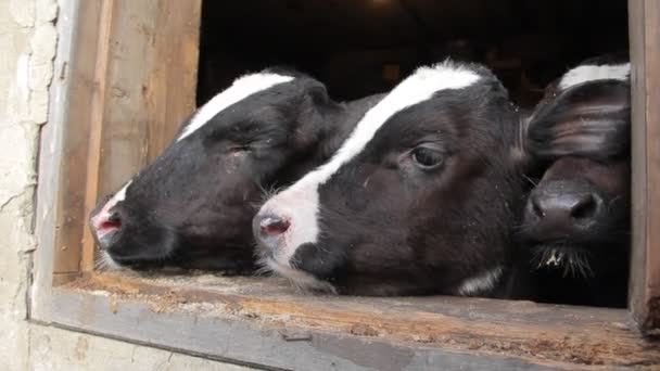 A teenager in a black jacket caresses small calves on a dairy farm — Stock Video