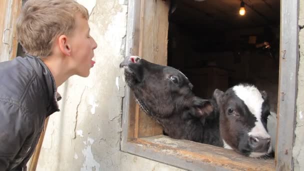 Подросток в черной куртке ласкает телят на молочной ферме — стоковое видео