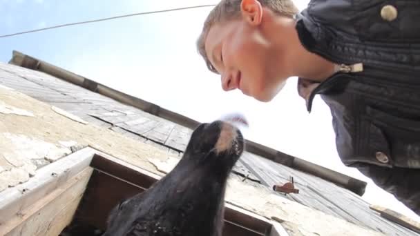 黒のジャケットでティーンエイ ジャーは、酪農家での小さな子牛を愛撫します。 — ストック動画
