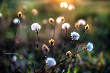Gün batımında Çiçekler