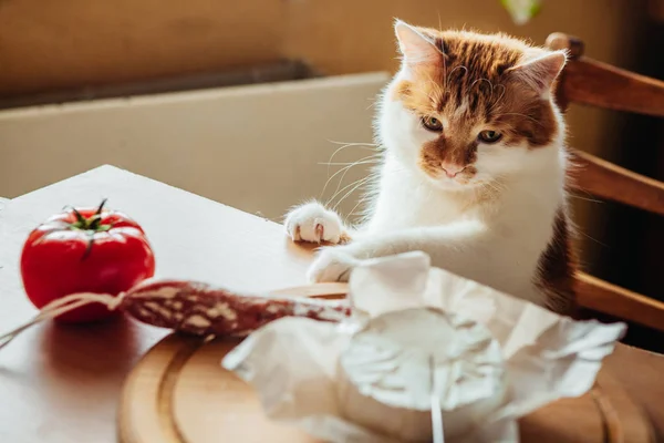 Kedi pişirmek için yardımcı olur