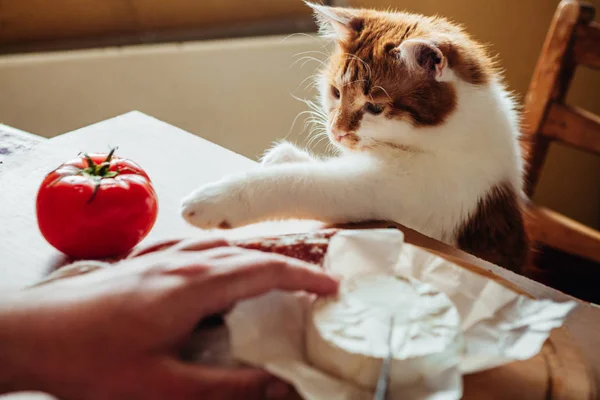 Kedi pişirmek için yardımcı olur