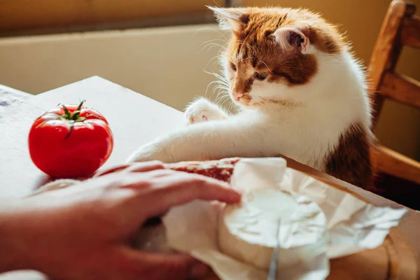 The cat helps to cook