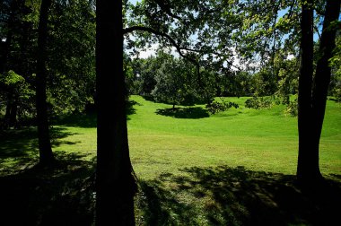 Ağaçlarının, zengin güneşli renk altında yeşil çayır