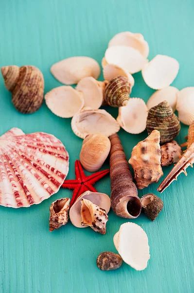 Seashells on wooden turquoise background. Close. Holiday — Stock Photo, Image