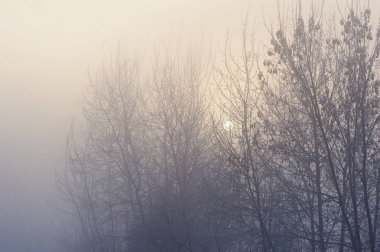 Gizemli mistik sis ağaçlarda. Ruh hali, üzüntü, apati ve belirsizlik.