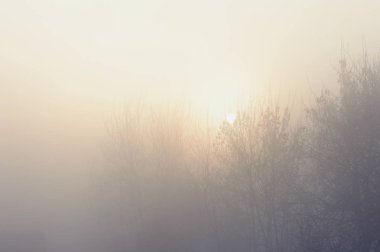 Gizemli mistik sis ağaçlarda. Ruh hali, üzüntü, apati ve belirsizlik.