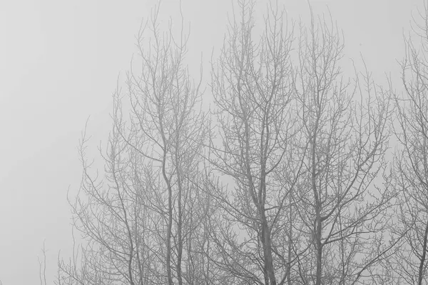 Träden i den mystiska mystisk dimman. Humör, sorg, apati och osäkerhet. BW — Stockfoto