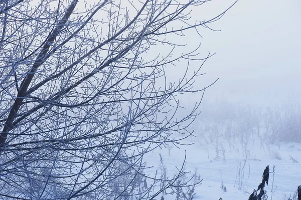 Die Bäume im geheimnisvollen mystischen Nebel. Stimmung, Traurigkeit, Apathie und Unsicherheit. — Stockfoto