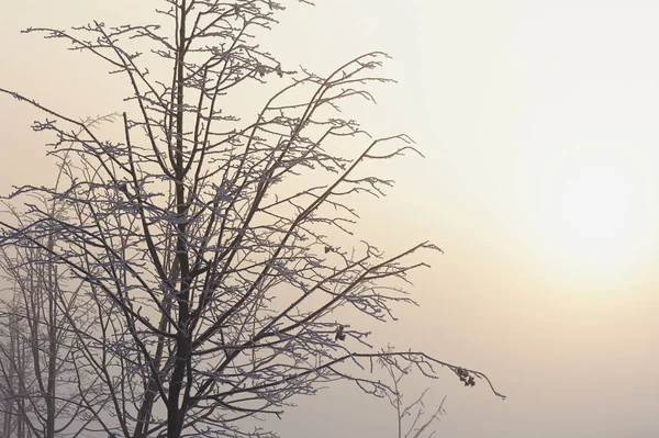 Die Bäume im geheimnisvollen mystischen Nebel. Stimmung, Traurigkeit, Apathie und Unsicherheit. — Stockfoto