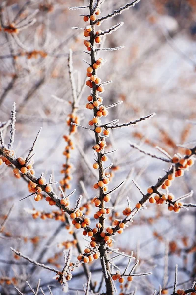 Sea buckthorn berry is covered with snow and hoar frost in a  .Food for the birds. — Stock Photo, Image