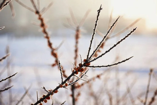 Morze rokitnika berry jest pokryta śniegu i gołoledzi w. Pokarm dla ptaków. — Zdjęcie stockowe