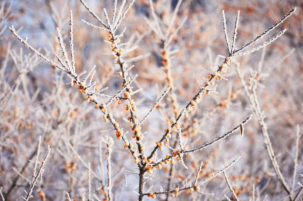 Morze rokitnika berry jest pokryta śniegu i gołoledzi w. Pokarm dla ptaków. — Zdjęcie stockowe