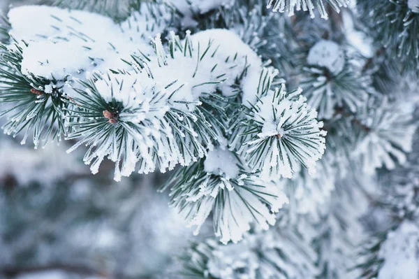 Nadýchané větve stromu pokryté sněhem a jinovatkou na chladný den. — Stock fotografie