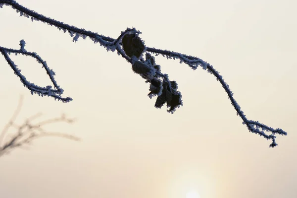 Oddziały w mróz. Na zimne zimowe mglisty dzień, słońce ukryte przez mgłę — Zdjęcie stockowe