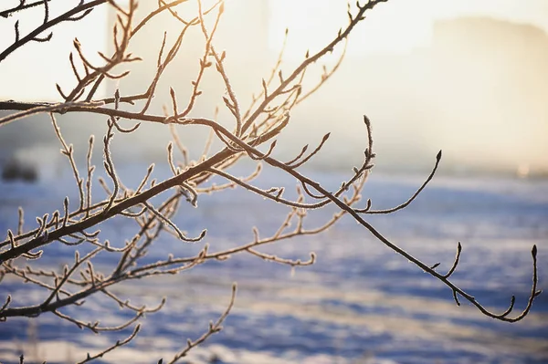 Oddziały w mróz. Na zimne zimowe mglisty dzień, słońce ukryte przez mgłę — Zdjęcie stockowe