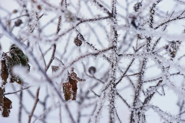 冬の寒い日の霜の枝。感じ — ストック写真
