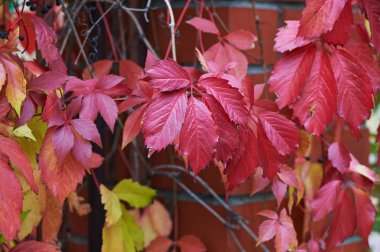 Üzüm sonbahar, kırmızı rengi değiştirmez. Hedge. Doğa
