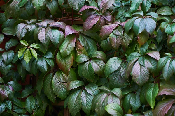 Grape leaves in autumn, red color. Hedge. Nature — Stock Photo, Image