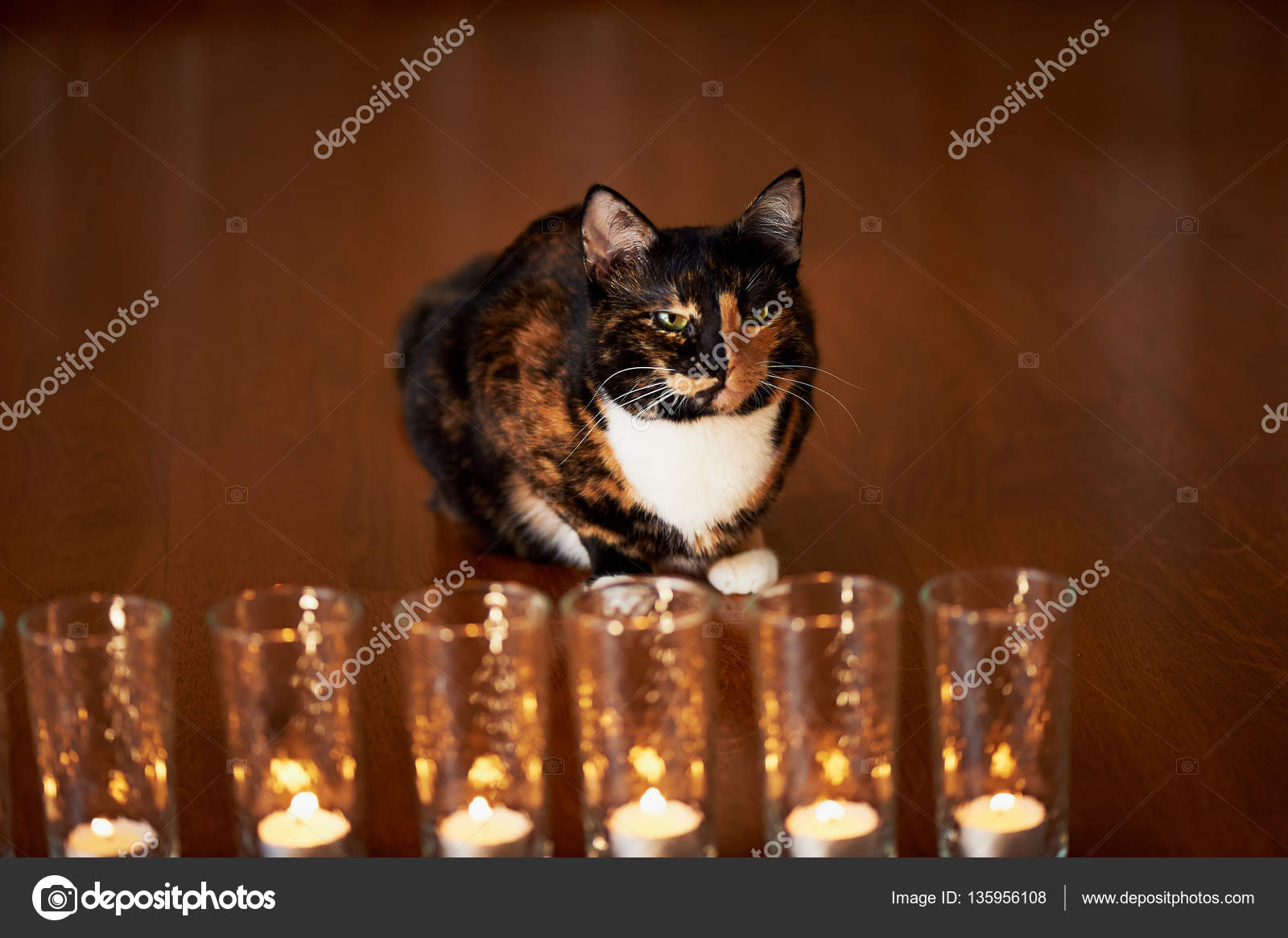 Katze Bild Katze Halb Schwarz Halb Rot