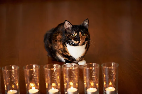 Kot z pół twarzy czarny, czerwony, siedzi i patrzy na świece. Yin Yang — Zdjęcie stockowe